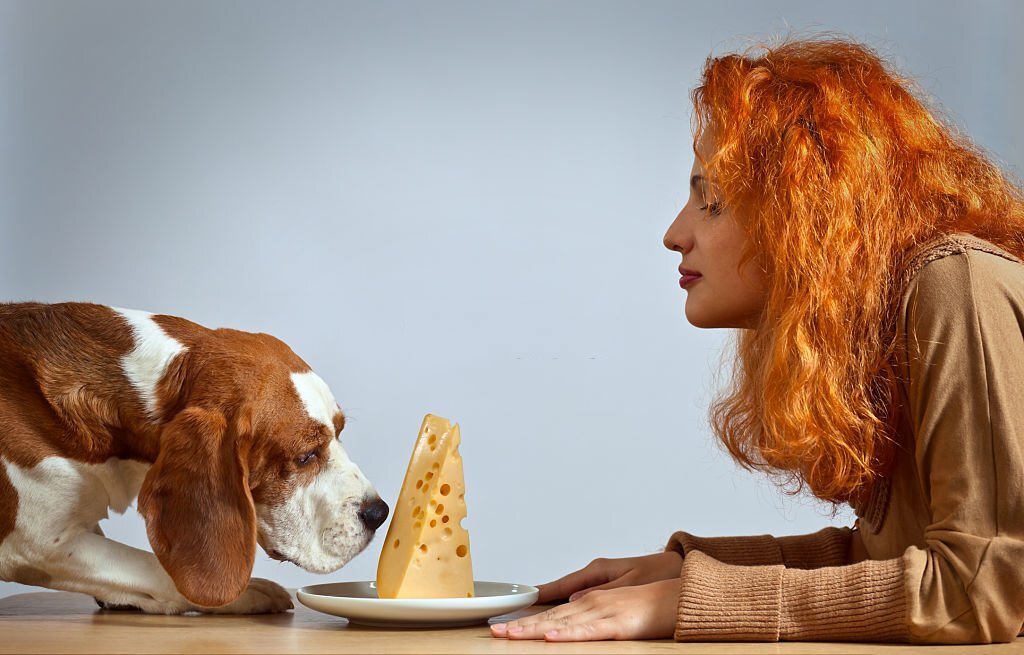 Ob Gouda, Harzer Käse oder Hüttenkäse: Dürfen Hunde Käse essen und wenn ja, welchen? 
