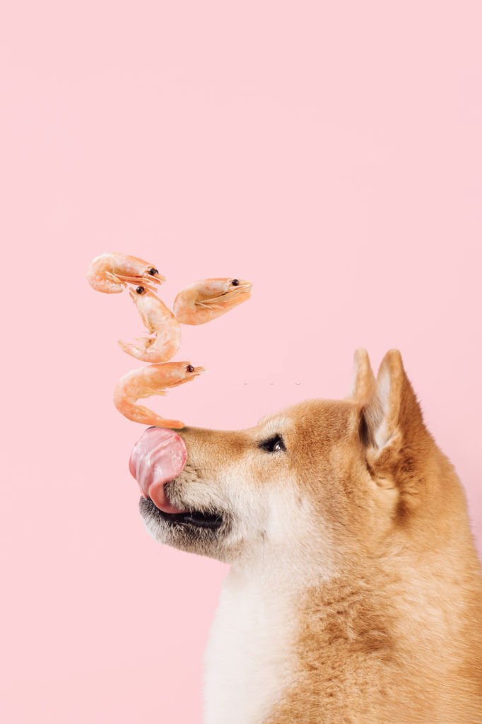 Dürfen Hunde Shrimps sicher essen, wenn sie gekocht, geschält oder roh sind?