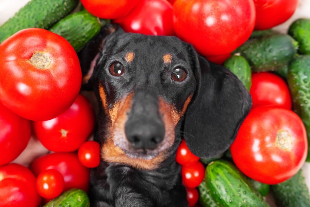 Bist du unsicher, ob Hunde Tomaten fressen dürfen oder ob Tomaten giftig für Hunde sind? Obwohl gekochte Tomaten okay sind, können rohe Tomaten für Hunde schädlich sein. 