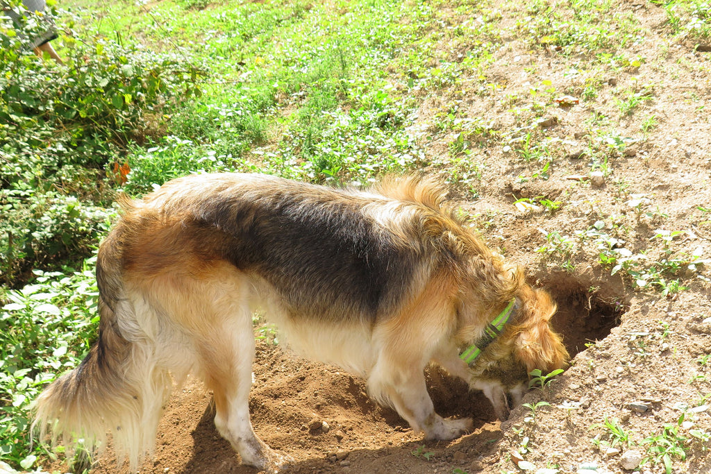 Wie Maulwürfe: Warum graben Hunde Löcher im Garten? 