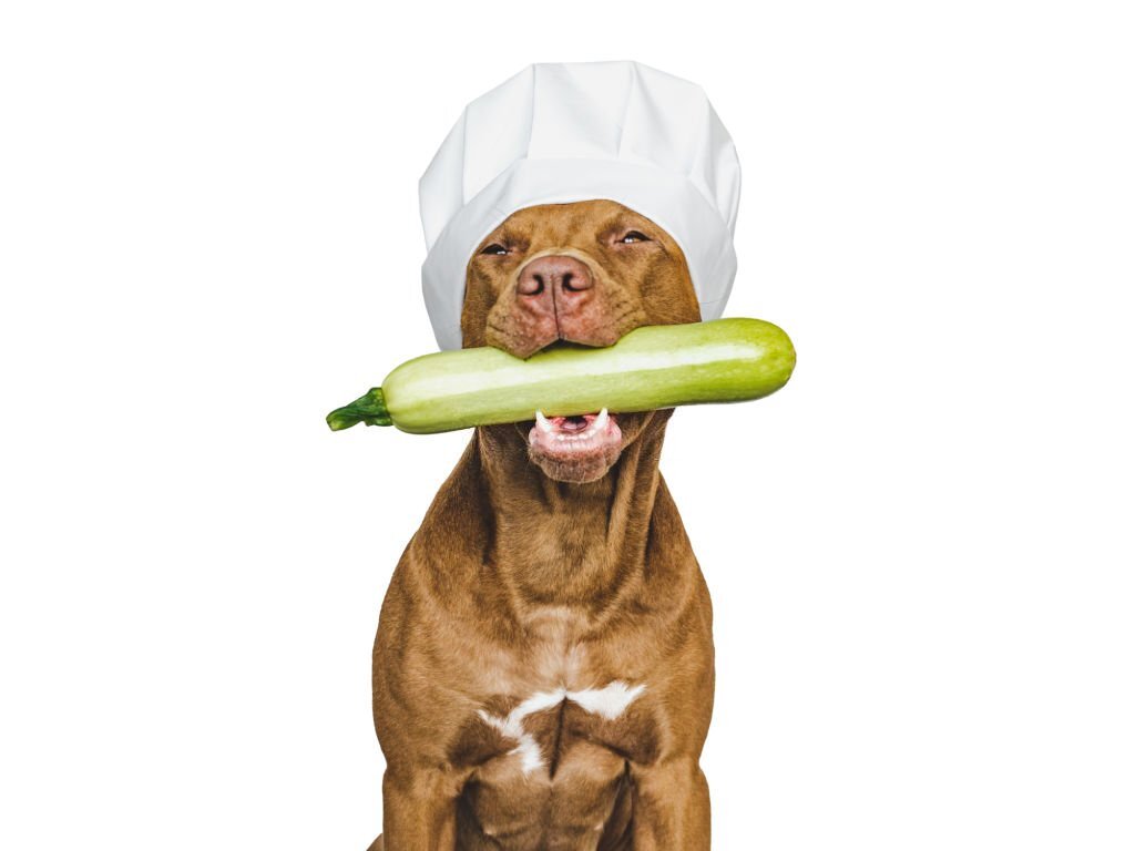 Roh oder gekocht: Dürfen Hunde Zucchini essen?