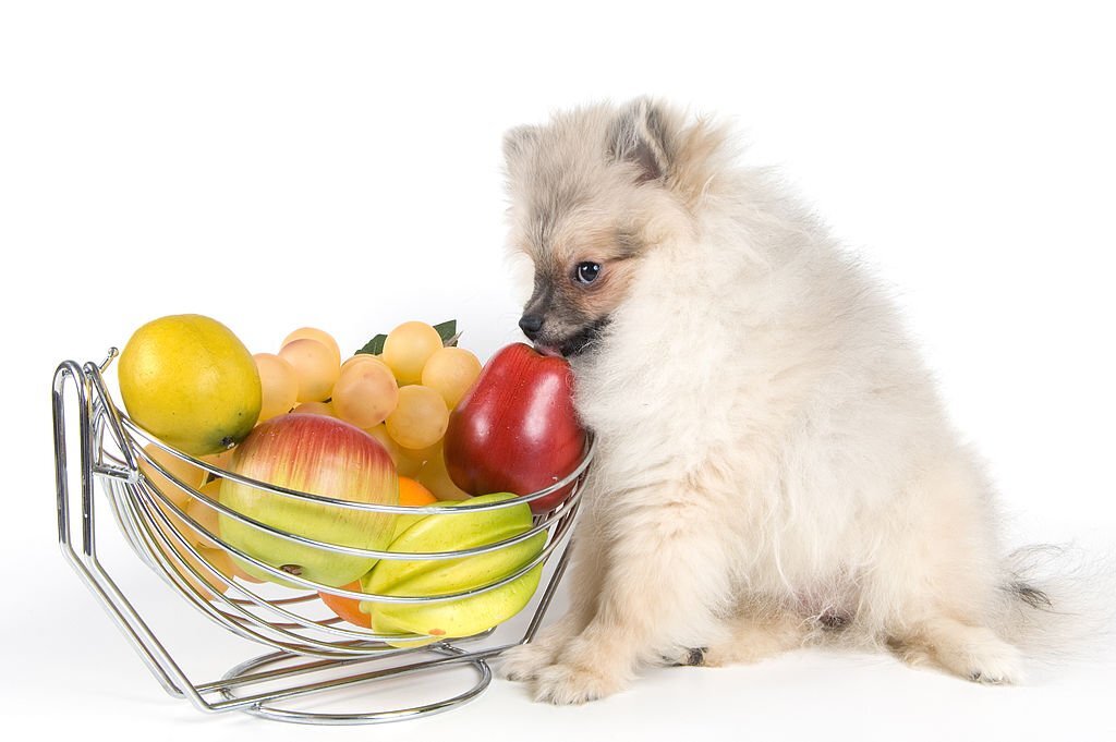 Obst für Hunde: Welches Obst dürfen Hunde essen? Eine Liste von Hunde-geeignetem Obst und Gemüse. Erfahre, welche Obstsorten deinem Hund eine gesunde und leckere Abwechslung zu seiner Ernährung bieten können. 