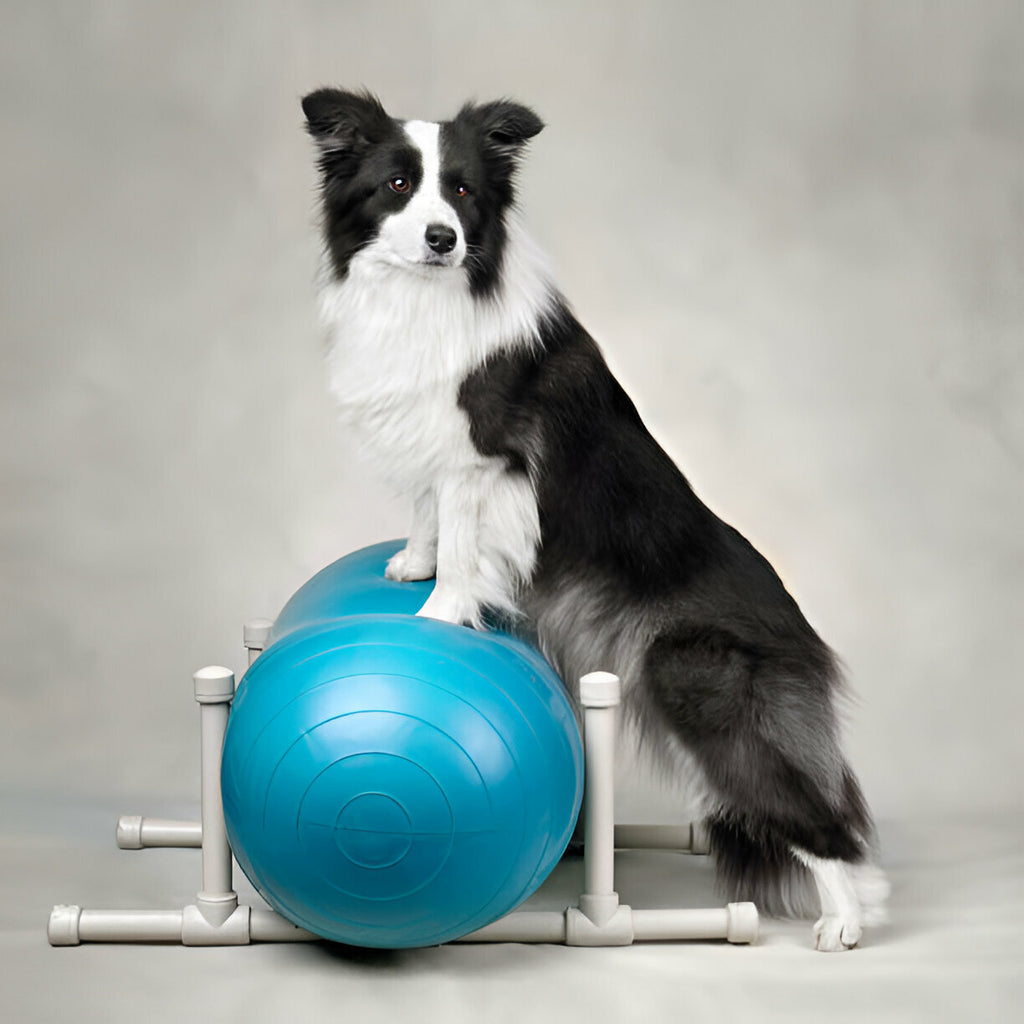 Physiotherapie bei Hunden