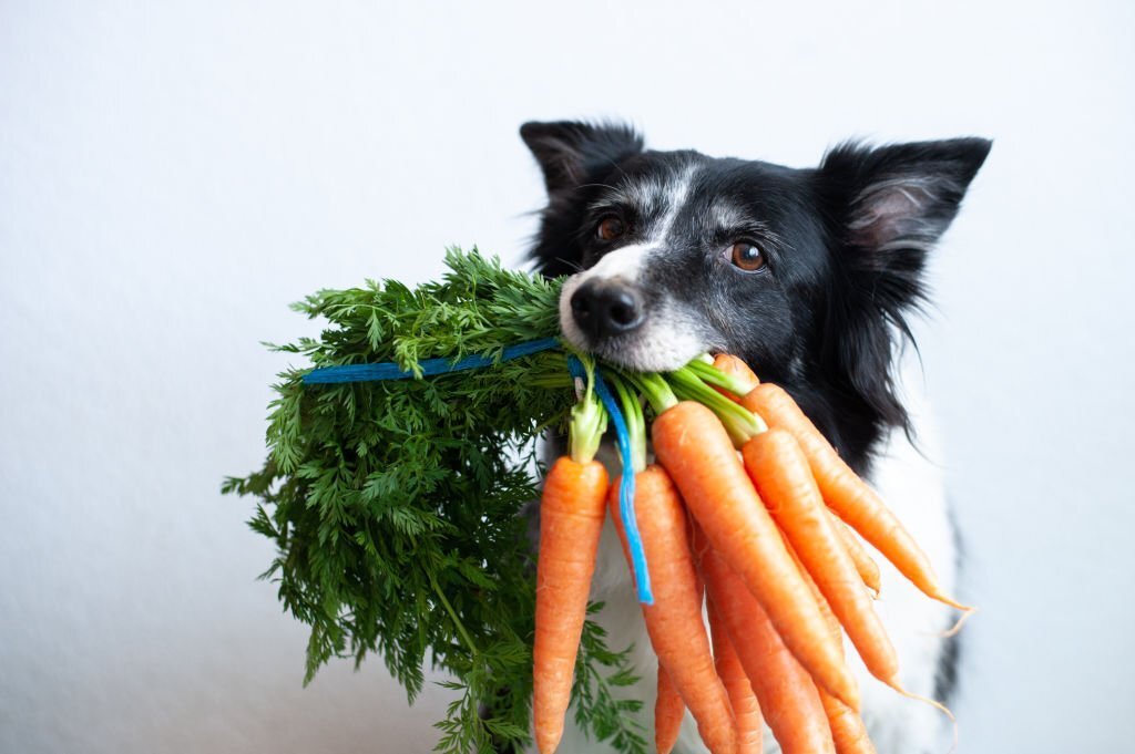 Dürfen Hunde Karotten essen? Was du wissen musst - paawy