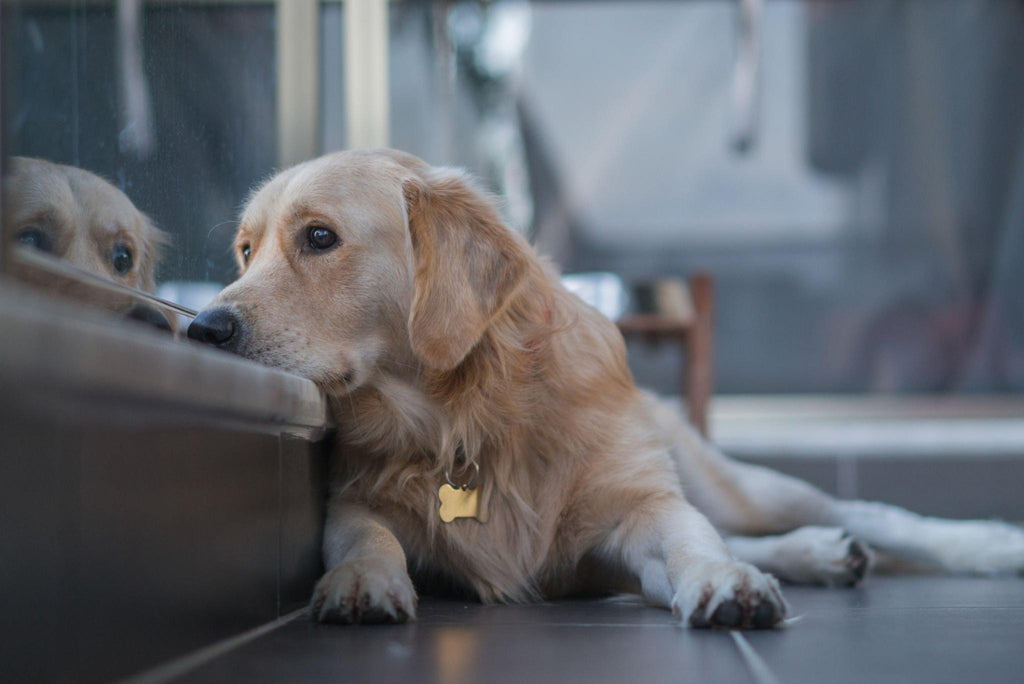 Können Hunde Depressionen Haben? Ein Blick auf die Emotionale Gesundheit