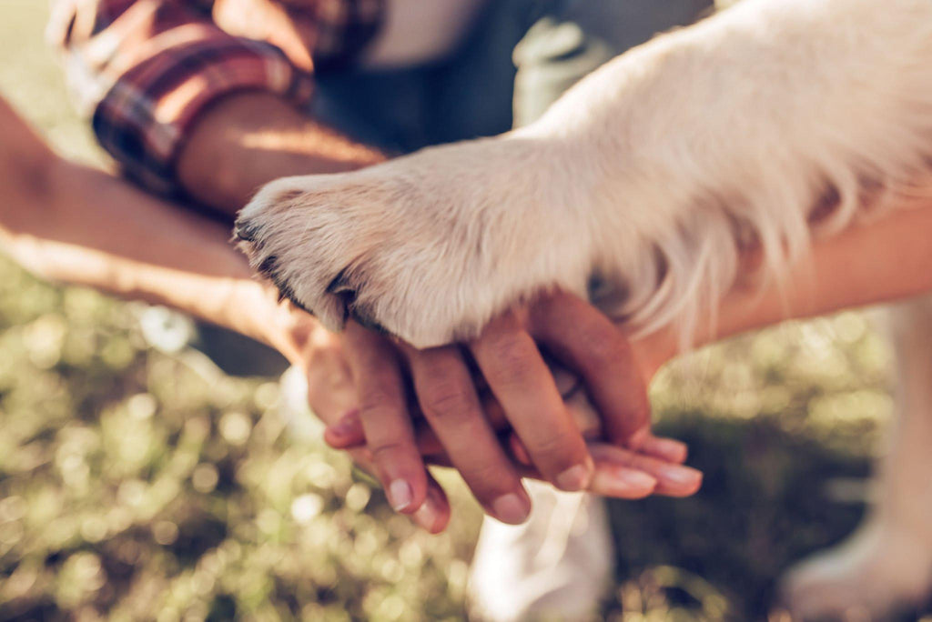 Wie du die Bindung zu deinem Hund stärken kannst: Ein Leitfaden für eine tiefere Beziehung